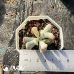 Cotyledon Orbiculata. Variegated