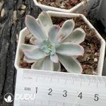 Echeveria Berkeley Variegated