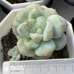 Echeveria Sweetheart Stone