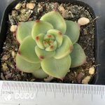 Echeveria Blue Dragon