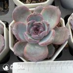 Echeveria Black Orange