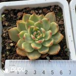 Echeveria Peach Blossom Variegated
