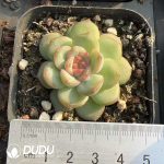 Echeveria Qin Xin