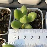 Pachyphytum Golden Cicada