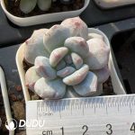 Echeveria Red Stone Monstrose