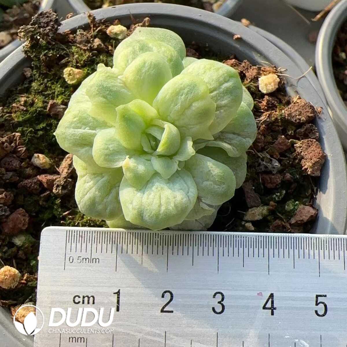 e201-222.jpg Echeveria Bubble Skirt - Image 1