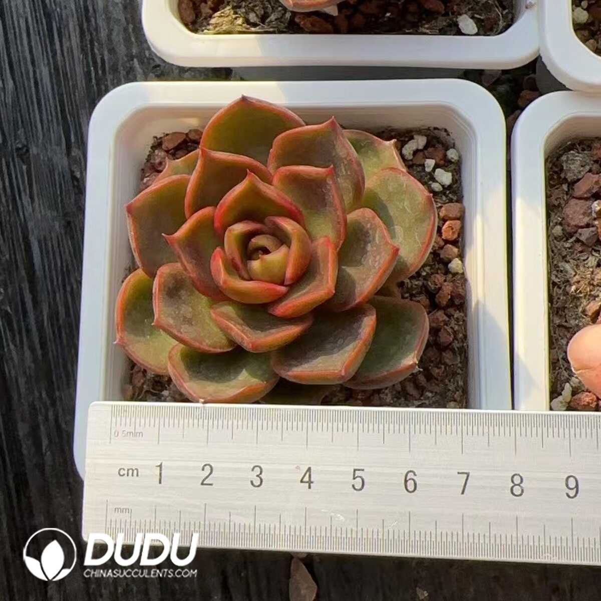 e201-223.jpg Echeveria Red Light - Image 1