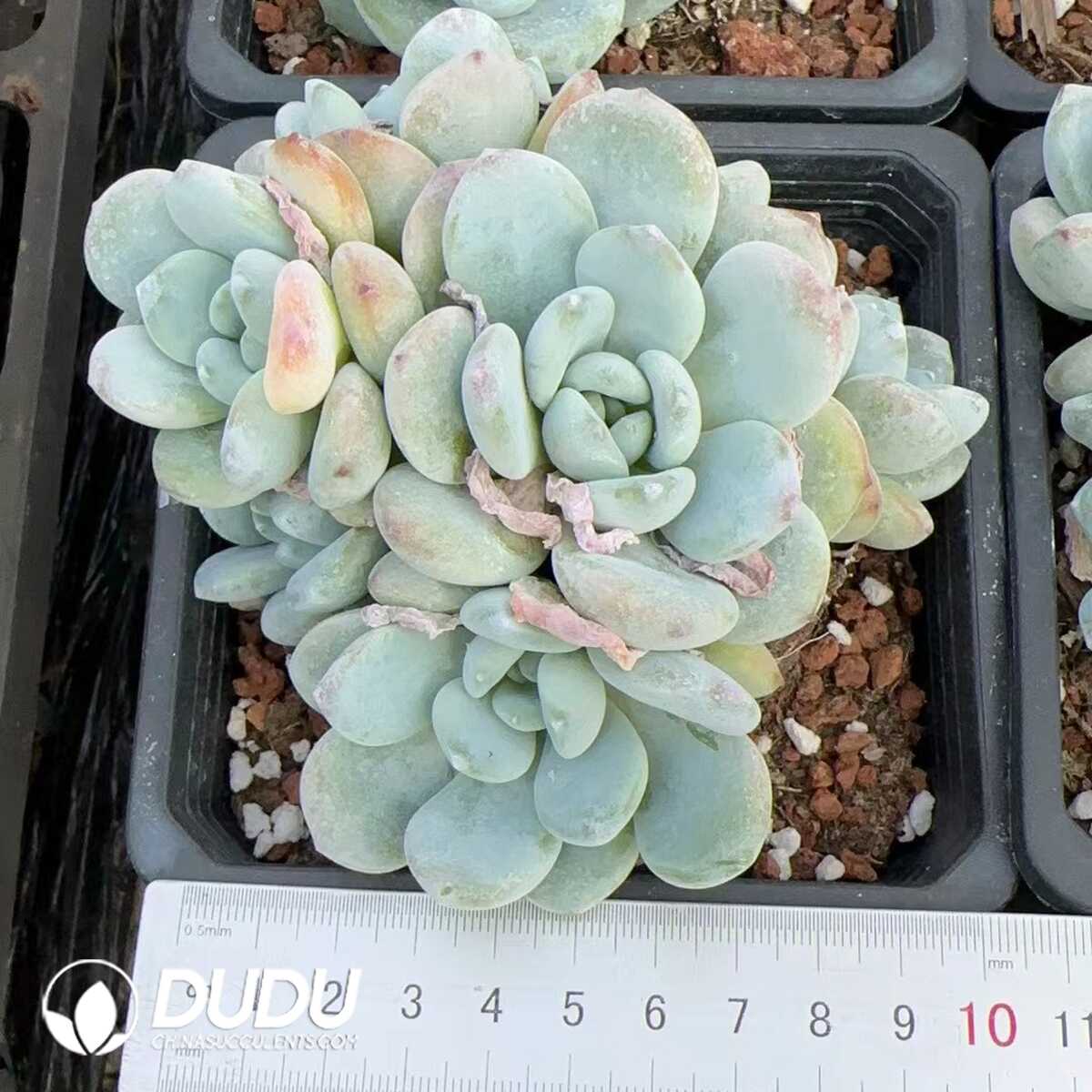 e201-225.jpg Echeveria Snowfall Clustering - Image 1