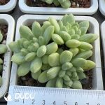 Pachyphytum Patek Philippe