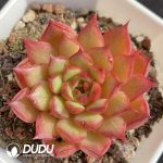 Echeveria Red Glow