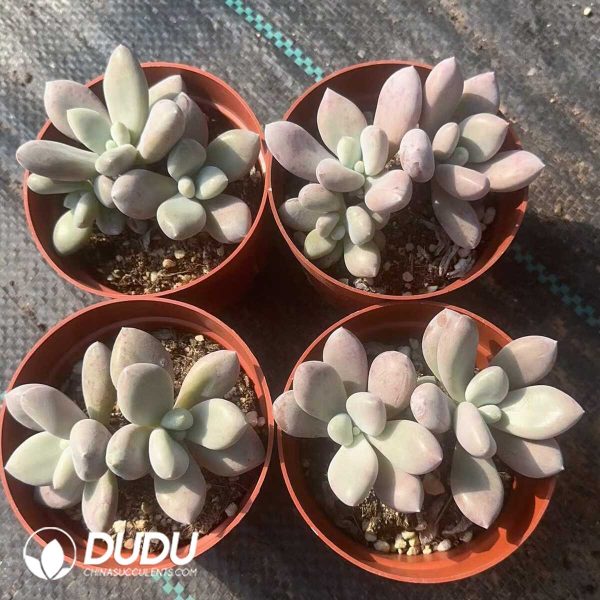 Pachyphytum Original Yu Meiren Double Heads - Image 2