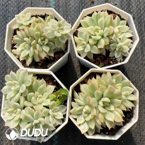 Echeveria Mebina Variegated Clustering - Image 2