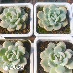 Echeveria Monroe Variegated - Image 2