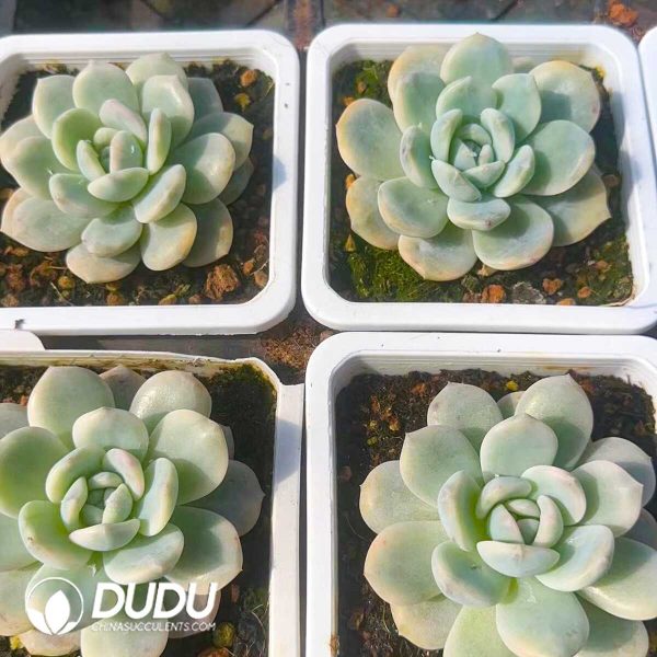 Echeveria Monroe Variegated - Image 2