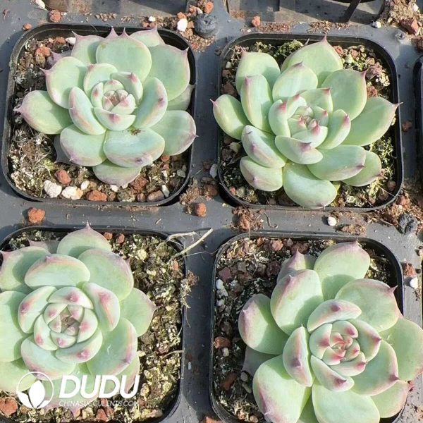 Echeveria chihuahuaensis - Image 2