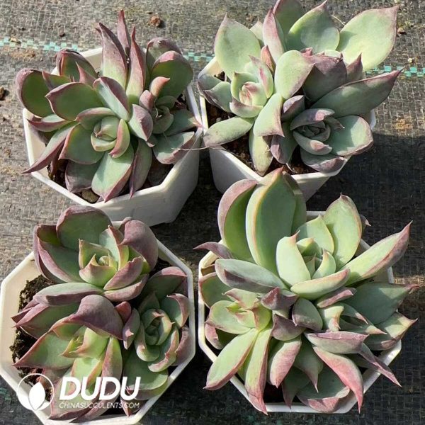 Echeveria Agavoides Casio Clustering - Image 2