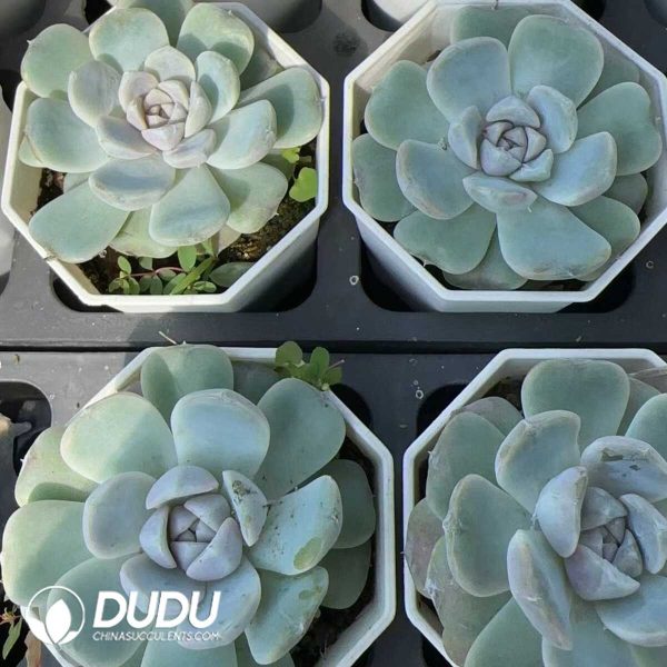 Echeveria Teddy Bear - Image 2