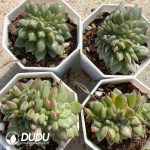 Echeveria Red Latam Cristata - Image 2