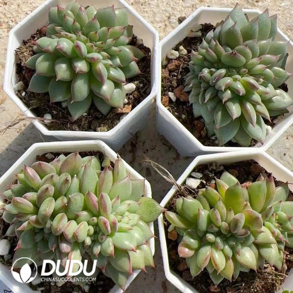 Echeveria Red Latam Cristata - Image 2