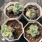 Echeveria Lovely Rose - Image 2