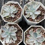 Echeveria Berkeley Variegated - Image 2