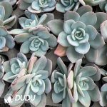 Echeveria Brink's Blue - Image 2