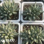 Pachyphytum Xiancaixing Clustering - Image 2