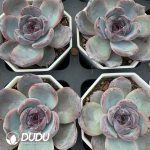 Echeveria Black Orange - Image 2