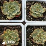 Echeveria Peach Blossom Variegated - Image 2