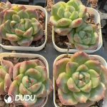 Echeveria Gramlin - Image 2