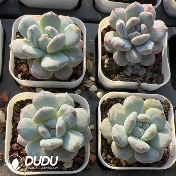 Echeveria Red Stone Monstrose - Image 2