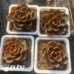 Echeveria Red Light - Image 2