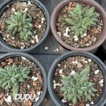 Pachyphytum Suyu Beauty Clustering - Image 2