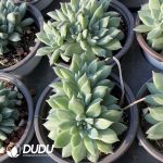 Echeveria Olivia Clustering - Image 2