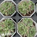Echeveria Red Crystal Clustering - Image 2