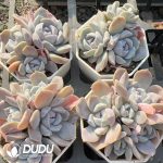 Echeveria Sugar Heart Burger Clustering - Image 2