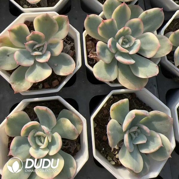 Echeveria Luella variegated - Image 2