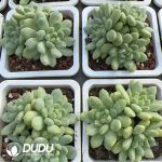 Pachyphytum Patek Philippe - Image 2
