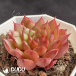 Echeveria Red Glow - Image 2