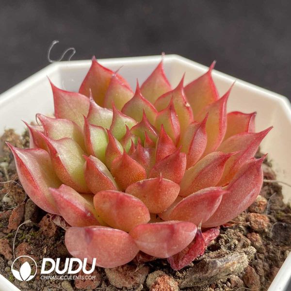 Echeveria Red Glow - Image 2