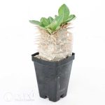 Pachypodium densiflorum