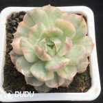 [RTS]Echeveria Strawberry Cake Variegated