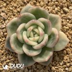 [RTS]Echeveria Elizabeth Variegated