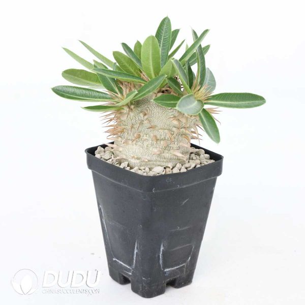 Pachypodium densiflorum - Image 2