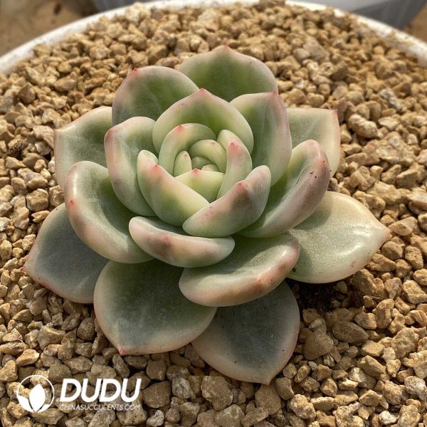 [RTS]Echeveria Elizabeth Variegated - Image 2