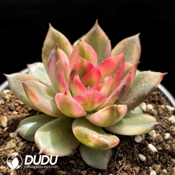 [RTS]Echeveria Flaming Mountain Variegated - Image 2